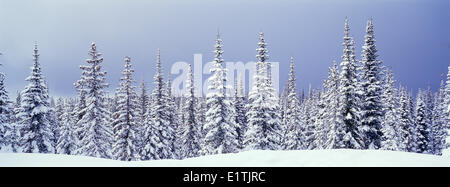 Forêt subalpine d'hiver panoramique le sapin subalpin Abies lasiocarpa épinette d'Engelmann Picea englemannii Silver Star Provincial Park Banque D'Images