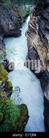 Panoramique vertical, canyon de la rivière Athabasca Athabasca Falls ci-dessous, le Parc National Jasper, Rocheuses, Canada Banque D'Images