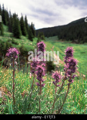 Mauvaises herbes scorpion également connu sous le nom de Phacelia phacelia soyeux sericea Canary Creek Recreation Area Wildland Bighorn Rocheuses Banque D'Images