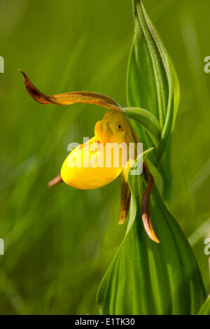 Yellow Lady's Slipper Orchid, (Cypripedium reginae), Canada Banque D'Images