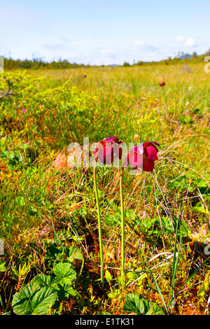 (Sarracenia purpurea), Sarracénie, Avalon Wilderness Area, Terre-Neuve, Canada Banque D'Images