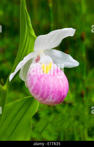 Belle Dame (Cypripedium reginae), orchidée, fleur Banque D'Images