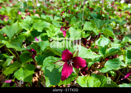 Trille rouge, de fleurs sauvages (Trillium erectum) Banque D'Images