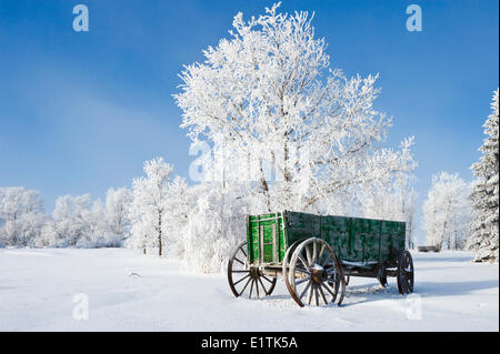 Ancien wagon, le givre sur les arbres, près de l'Oakband, Manitoba, Canada Banque D'Images