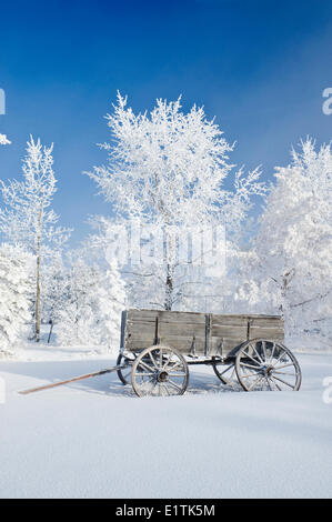 Ancien wagon, le givre sur les arbres, près de Cooks Creek, au Manitoba, Canada Banque D'Images