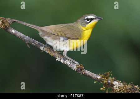 Paruline polyglotte Icteria virens Banque D'Images