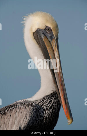 Pélican brun Pelecanus occidentalis,, Everglades, Florida, USA Banque D'Images