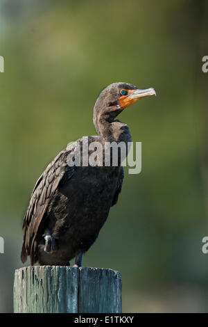 Double-crested Cormorant Phalacrocorax auritus, Everglades, Florida, USA Banque D'Images