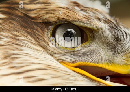 Buse rouilleuse, Buteo regalis, Captive, Pacific Northwest Raptors, BC, Canada Banque D'Images