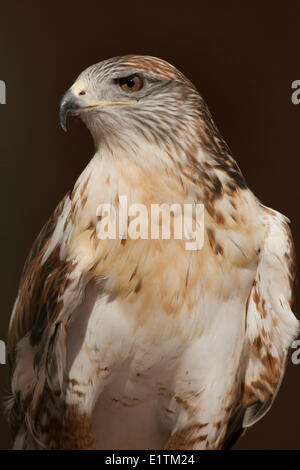 Buse rouilleuse, Buteo regalis, Bosque del Apache, New Mexico, USA Banque D'Images