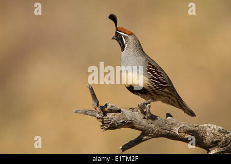 De Gambel Callipepla gambelii, caille, Bosque del Apache, New Mexico, USA Banque D'Images