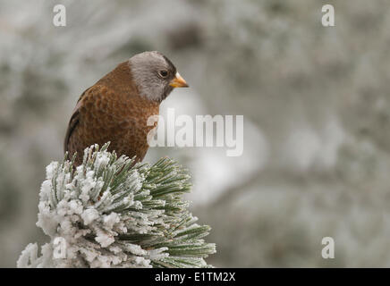 À couronne grise Leucosticte tephrocotis, Rosy Finch, Sandia Crest, Albuquerque, New Mexico, USA Banque D'Images