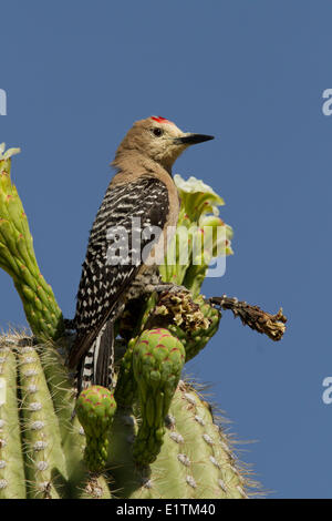 Woodpecker Melanerpes uropygialis Gila,, désert de Sonora, en Arizona, USA Banque D'Images