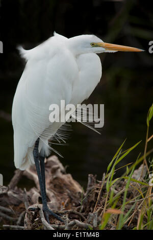 Grande Aigrette Ardea alba, Everglades, Florida, USA Banque D'Images