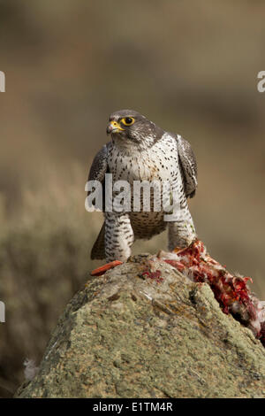 Le faucon gerfaut, Falco rusticolus, manger les proies (Mallard), Kamloops, BC, Canada, Banque D'Images