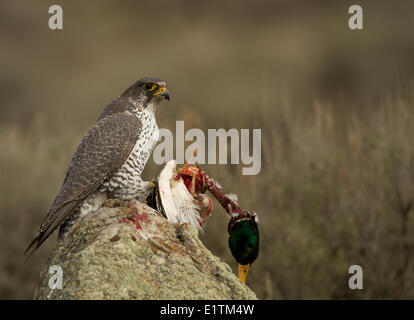 Le faucon gerfaut, Falco rusticolus, manger les proies (Mallard), Kamloops, BC, Canada, Banque D'Images