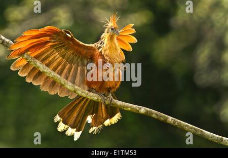 , Hoatzin Opisthocomus opithocamus, Rio Napo, Amazonie, Equateur Banque D'Images