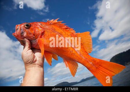 Vermilion sébastes (Sebastes miniatus), la pêche sportive, la Westcoast de l'île de Vancouver, Colombie-Britannique, Canada Banque D'Images