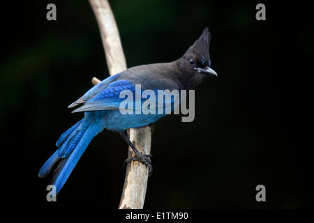 Le Geai de Steller (Cyanocitta stelleri), perché sur branche, Sunshine Coast, British Columbia Canada Banque D'Images