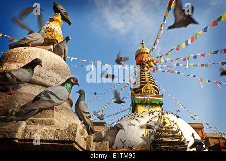 Pigeons (Columba livia) en premier plan d'Kathesimbu Stupa, Katmandou, Népal Banque D'Images