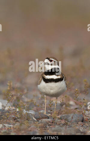 Le Pluvier kildir, Charadrius vociferus, Oregon, USA Banque D'Images