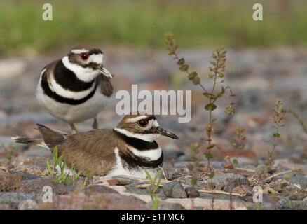 Le Pluvier kildir, Charadrius vociferus, Oregon, USA Banque D'Images