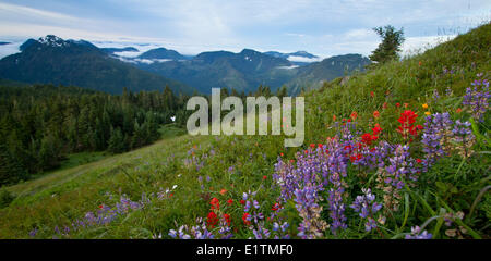 Sommet de Green Mountain, Alpine, l'île de Vancouver, région des lacs Nanaimo, BC, Canada Banque D'Images