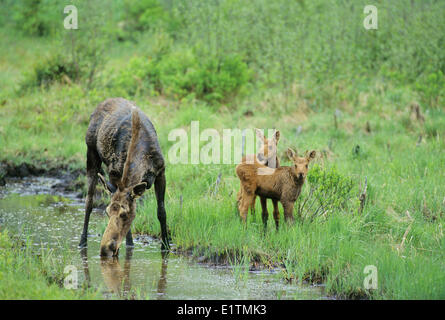 L'orignal (Alces alces) Femmes avec des jumeaux, de boire de l'eau saumâtre, Algonquin Provincial Park, Ontario, Canada. Banque D'Images