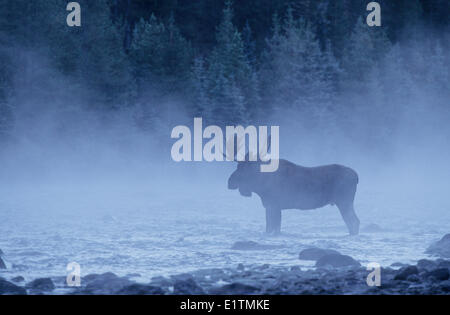 L'orignal (Alces alces) de sexe masculin dans la brume, Jasper National Park, Alberta, Canada Banque D'Images