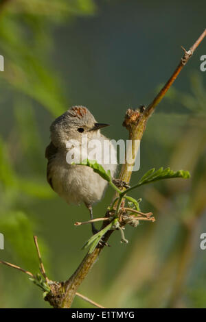 Lucy's Warbler, Oreothlypis luciae, Arizona, USA Banque D'Images