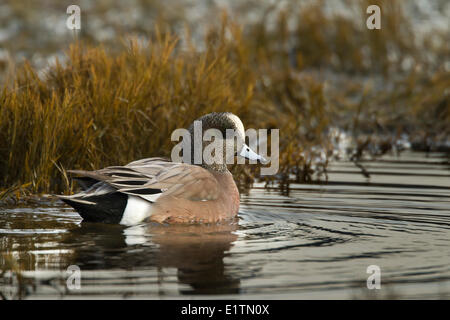 Canard siffleur d'Amérique Anas americana,, BC, Canada Banque D'Images