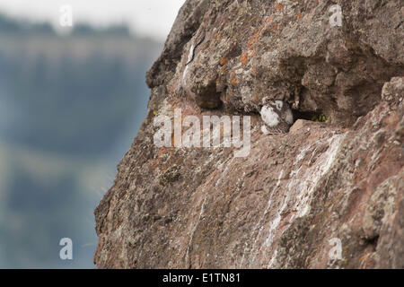 Faucon des prairies Falco mexicanus, Nid, Rock Creek, BC, Canada Banque D'Images