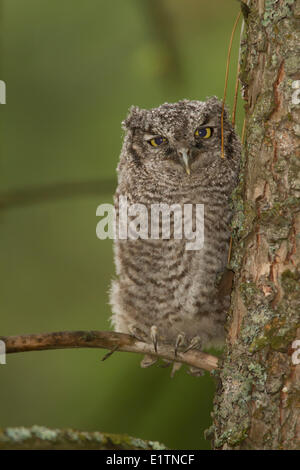Western Screech Owl (intérieur), Megascops kennicottii macfarlanei, Centre de la Colombie-Britannique, Canada, Banque D'Images