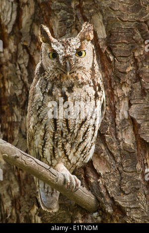 Western Screech Owl (intérieur), Megascops kennicottii macfarlanei, Centre de la Colombie-Britannique, Canada, Banque D'Images