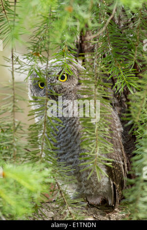 Western Screech Owl (intérieur), Megascops kennicottii macfarlanei, Centre de la Colombie-Britannique, Canada, Banque D'Images