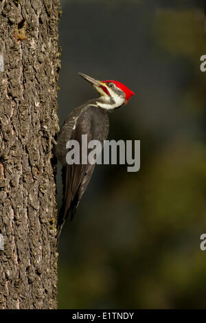 Grand Pic Dryocopus pileatus,, de l'intérieur, BC, Canada Banque D'Images