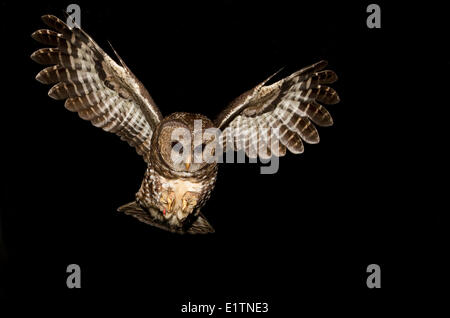 Chouette tachetée du Nord (Strix occidentalis caurina), la vallée du Fraser, en Colombie-Britannique, Canada Banque D'Images