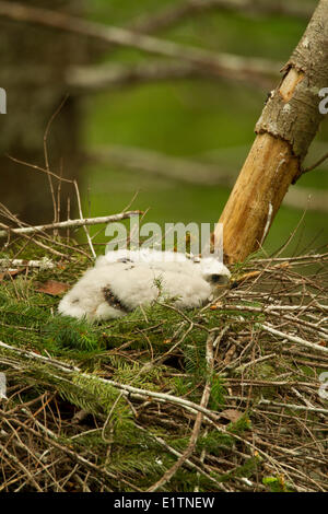 Queen Charlotte niché Autour des palombes, Accipiter gentilis laingi, île de Vancouver, Woss, BC, Canada Banque D'Images