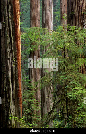 Coastal Redwood, Sequoia sempervirens, Nord de la Californie, Prairie Creek Redwoods National Park, États-Unis Banque D'Images