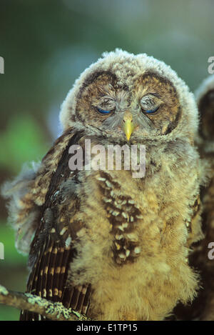 Chouette tachetée du Nord (Strix occidentalis caurina), le sud de la Colombie-Britannique, Canada Banque D'Images