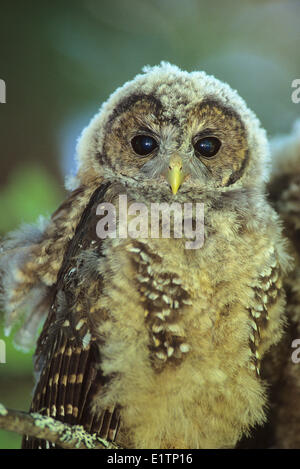 Chouette tachetée du Nord (Strix occidentalis caurina), le sud de la Colombie-Britannique, Canada Banque D'Images