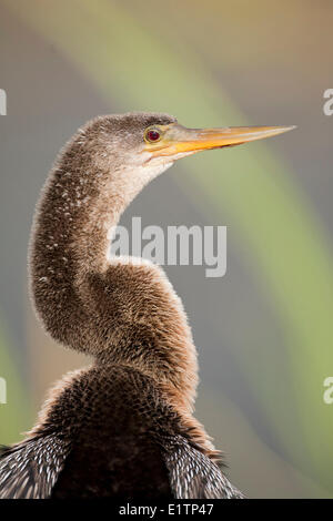 , Anhinga Anhinga anhinga, Everglades, Florida, USA Banque D'Images