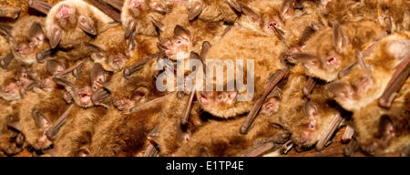 La petite chauve-souris brune, Myotis lucifugus, Lillooet, C.-B., Canada Banque D'Images