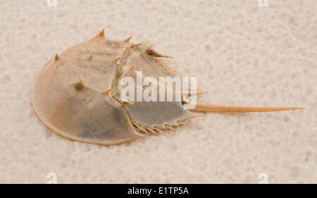 Limule, Limulus polyphemus, Florida, USA Banque D'Images