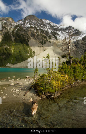 Randonnée avec chien, Duffy Lake, région de Pemberton, BC, Canada Banque D'Images