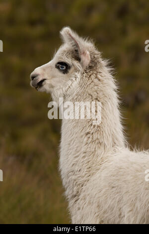 Le lama, Lama glama, Highlands, Equateur Banque D'Images