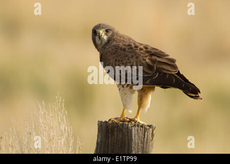 La buse de Swainson, Buteo swainsoni, Washington, USA Banque D'Images