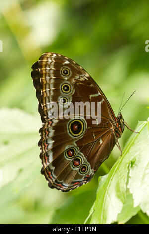 Papillon Tropical, espèce inconnu, Mindo, Equateur Banque D'Images