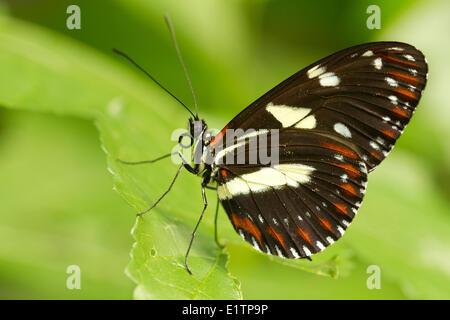 Papillon Tropical, espèce inconnu, Mindo, Equateur Banque D'Images