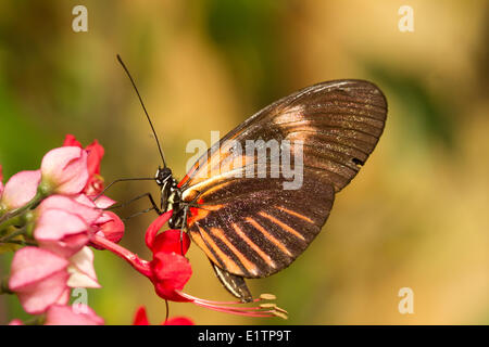 Papillon Tropical, espèce inconnu, Mindo, Equateur Banque D'Images